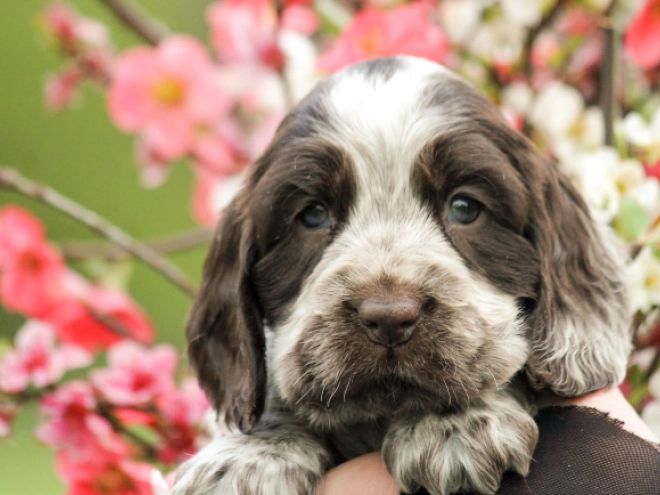 English Cocker Spaniel puppy for sale