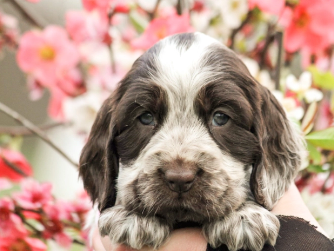 English Cocker Spaniel puppy for sale
