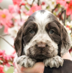 English Cocker Spaniel puppy for sale
