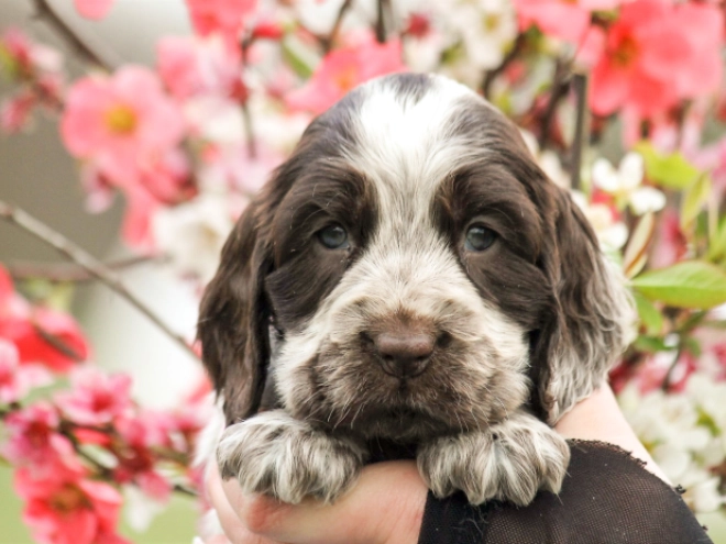 English Cocker Spaniel puppy for sale