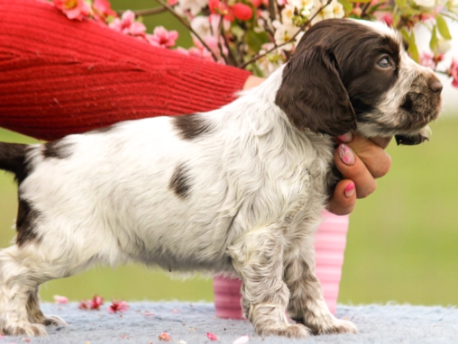 English Cocker Spaniel puppy for sale