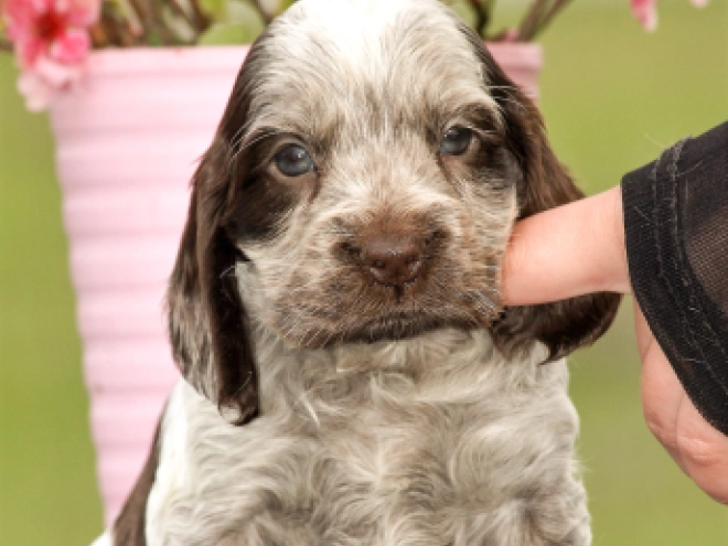 English Cocker Spaniel puppy for sale