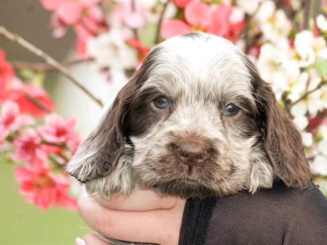 English Cocker Spaniel puppy for sale