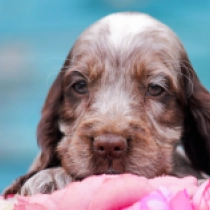 Margarita, liver roan Cocker Spaniel Inglés en venta