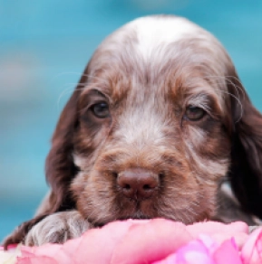Perros Cocker Spaniel Inglés en venta