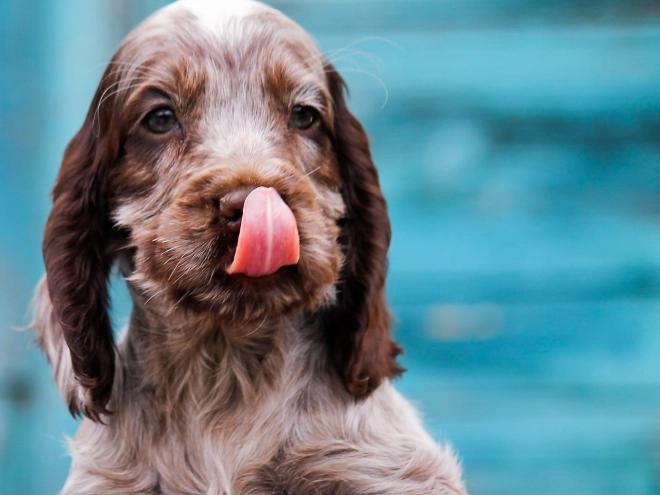 Perros Cocker Spaniel Inglés en venta