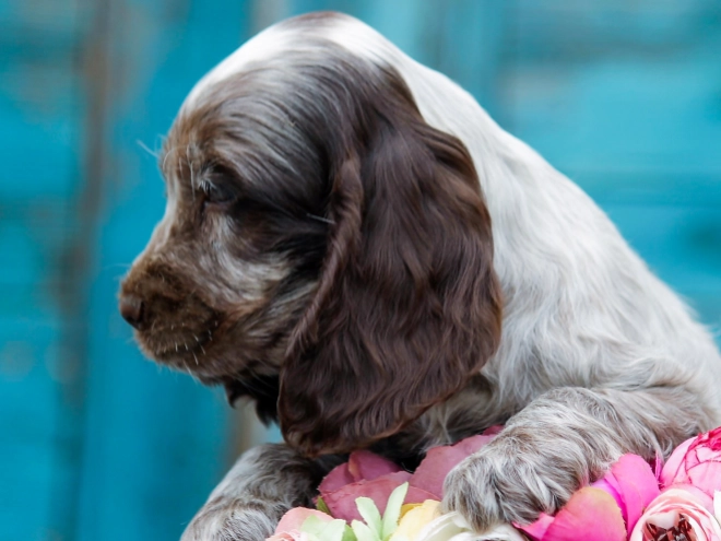 Perros Cocker Spaniel Inglés en venta