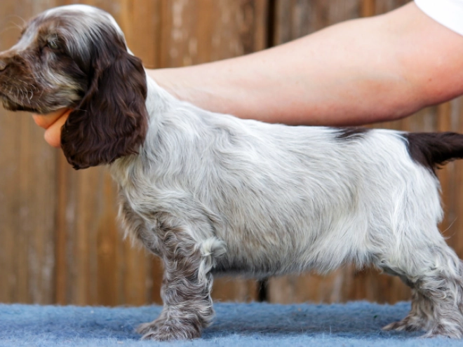Perros Cocker Spaniel Inglés en venta