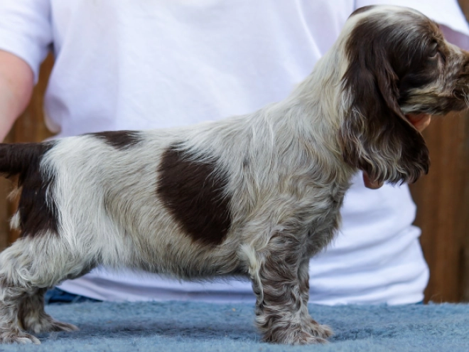 Perros Cocker Spaniel Inglés en venta
