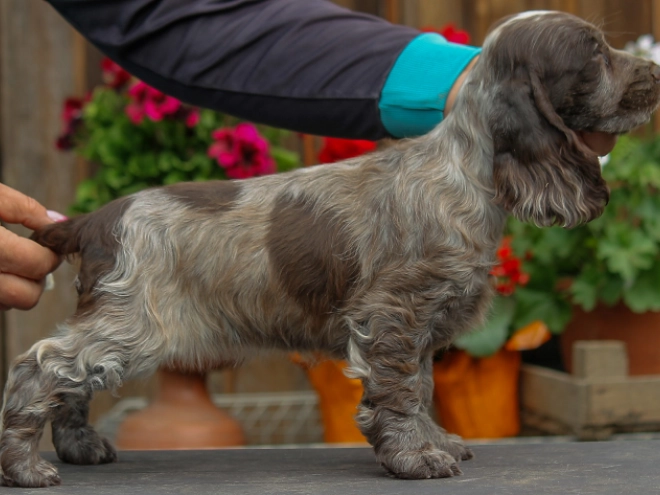 Perros Cocker Spaniel Inglés en venta