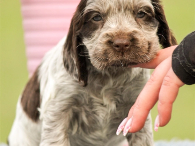 English Cocker Spaniel puppy for sale