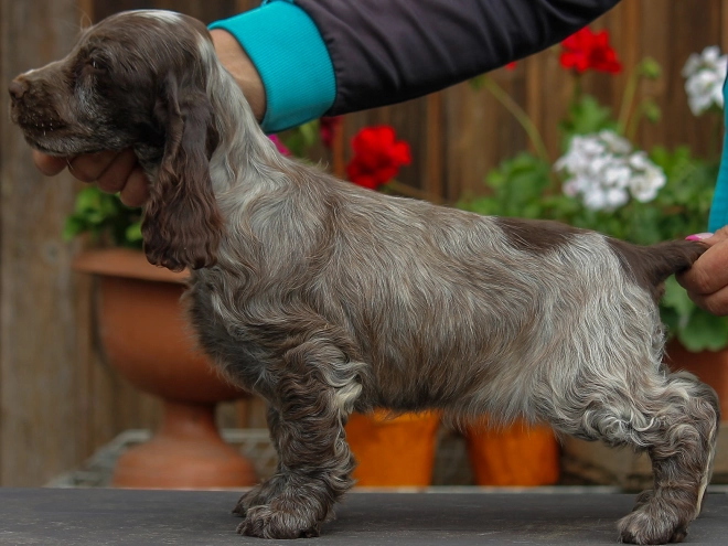 Perros Cocker Spaniel Inglés en venta