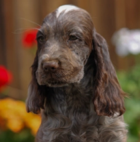 Perros Cocker Spaniel Inglés en venta