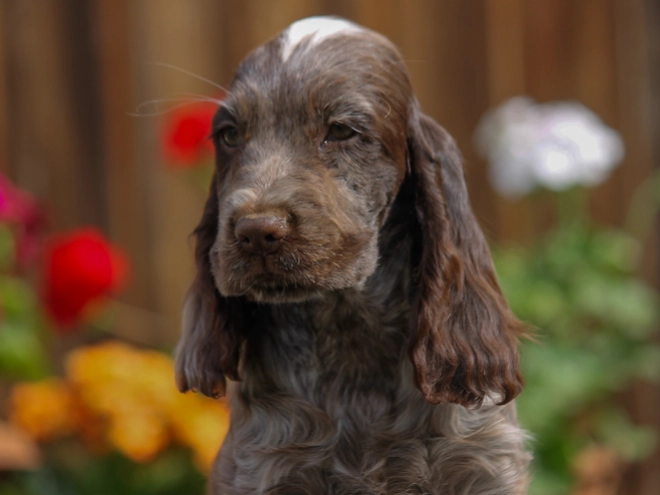 Perros Cocker Spaniel Inglés en venta