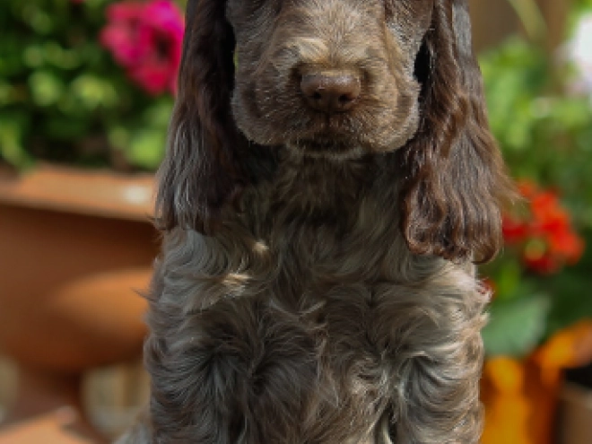 Perros Cocker Spaniel Inglés en venta