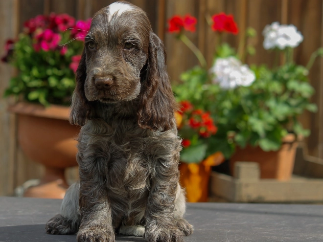 Perros Cocker Spaniel Inglés en venta