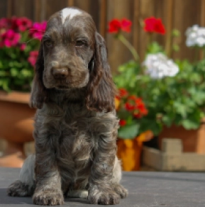 Englischer Cocker Spaniel Welpe kaufen