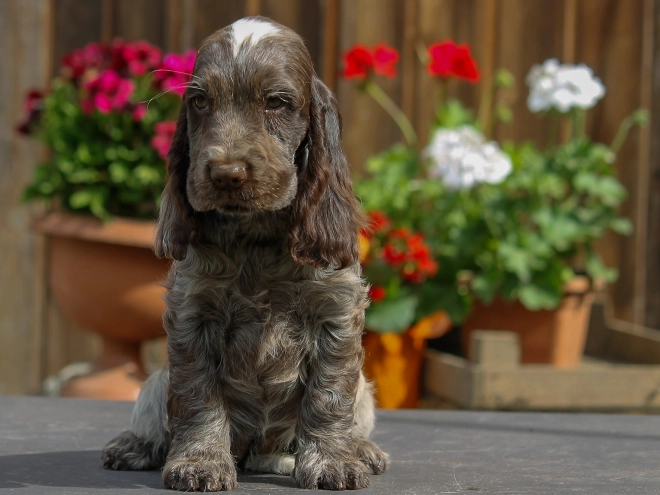 Perros Cocker Spaniel Inglés en venta