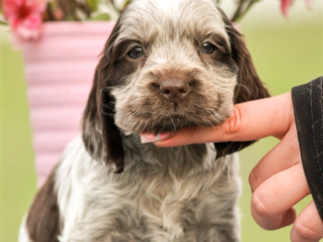 English Cocker Spaniel puppy for sale