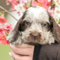 Perros Cocker Spaniel Inglés en venta