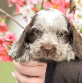 English Cocker Spaniel puppy for sale