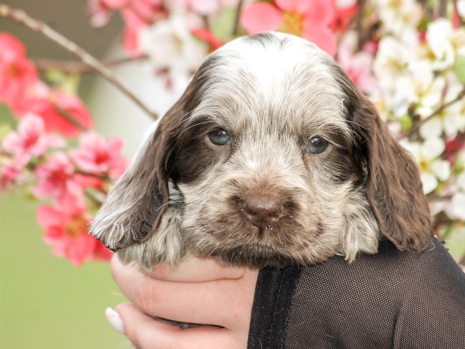 English Cocker Spaniel puppy for sale