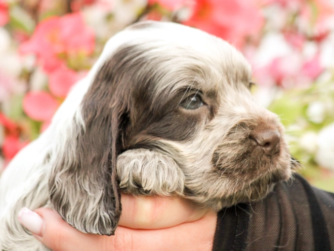 English Cocker Spaniel puppy for sale