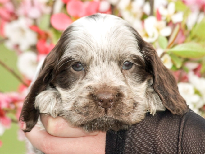 English Cocker Spaniel puppy for sale