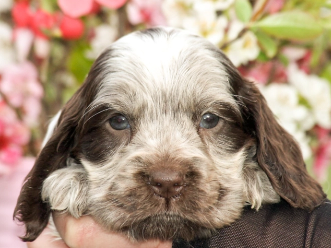 English Cocker Spaniel puppy for sale