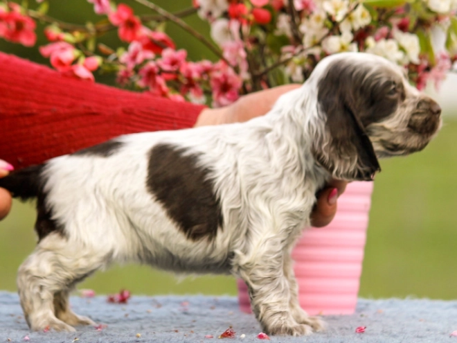 English Cocker Spaniel puppy for sale