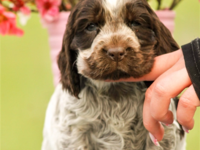 English Cocker Spaniel puppy for sale