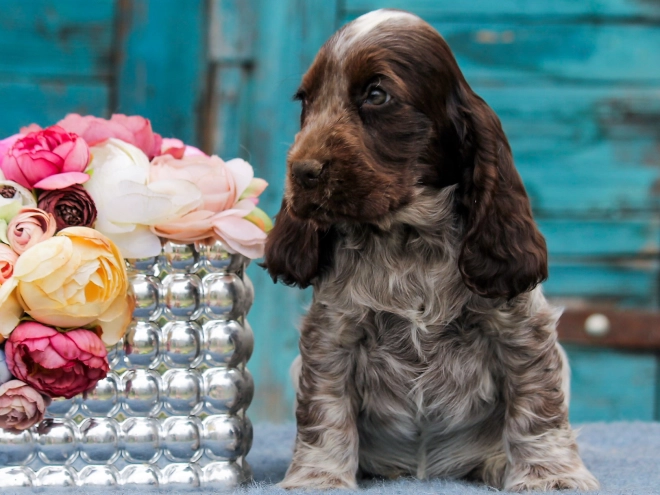 Englischer Cocker Spaniel Welpe kaufen