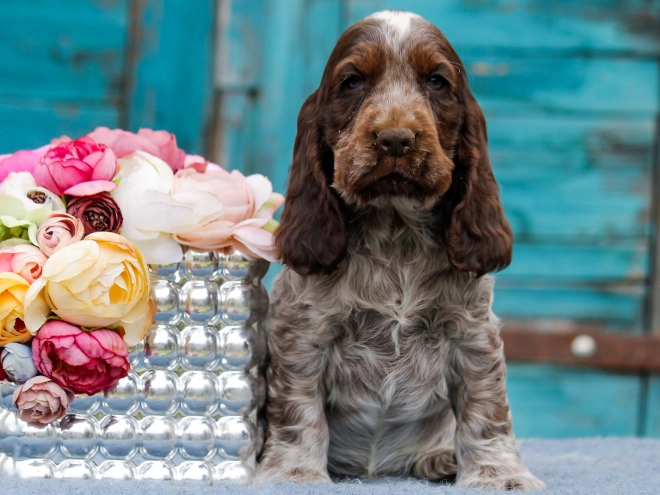 Englischer Cocker Spaniel Welpe kaufen