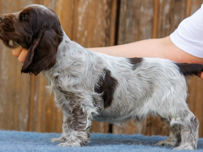 Englischer Cocker Spaniel Welpe kaufen