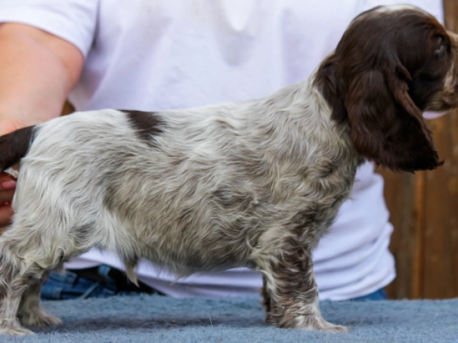 Englischer Cocker Spaniel Welpe kaufen