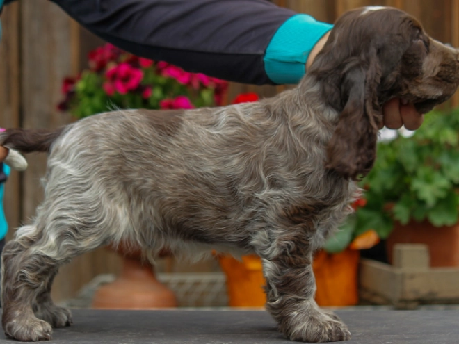 Perros Cocker Spaniel Inglés en venta