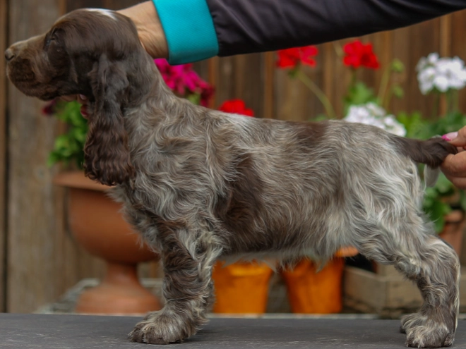 Perros Cocker Spaniel Inglés en venta