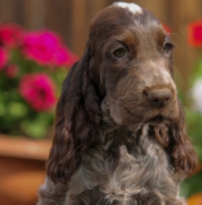 Perros Cocker Spaniel Inglés en venta
