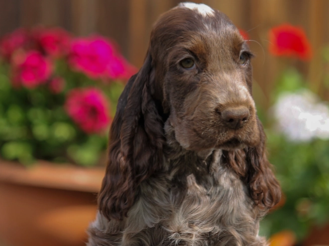 Perros Cocker Spaniel Inglés en venta