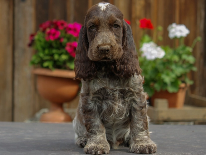 Perros Cocker Spaniel Inglés en venta