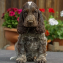 Charles, liver roan English Cocker Spaniel for sale