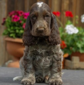 Englischer Cocker Spaniel Welpe kaufen