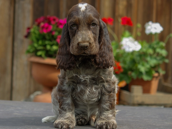 Perros Cocker Spaniel Inglés en venta