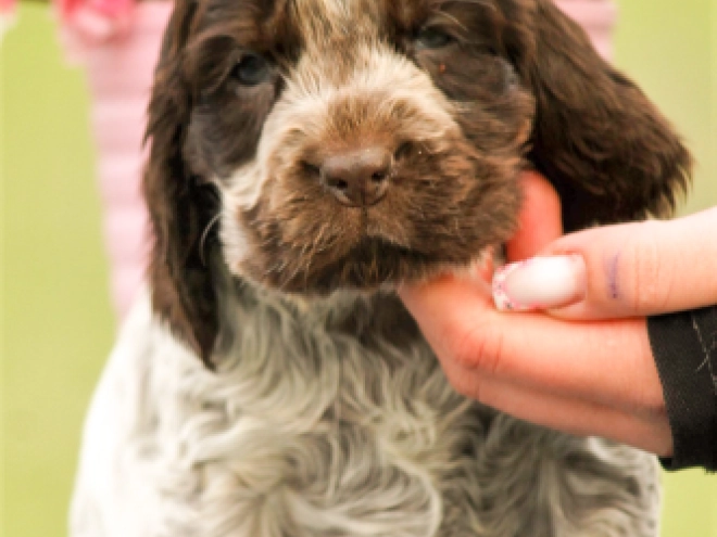 English Cocker Spaniel puppy for sale