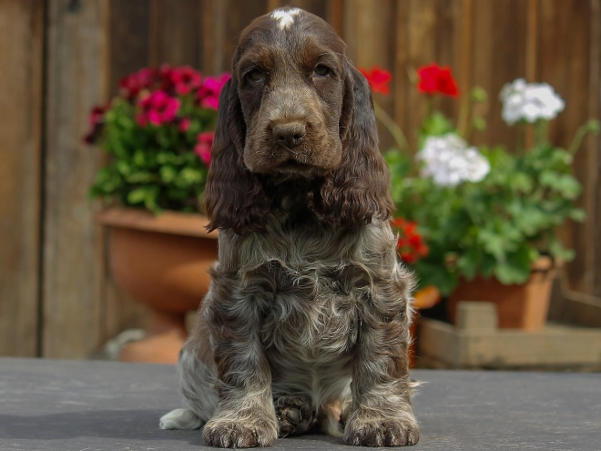 Perros Cocker Spaniel Inglés en venta