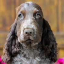 Charles, liver roan English Cocker Spaniel for sale