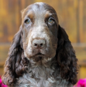 Perros Cocker Spaniel Inglés en venta