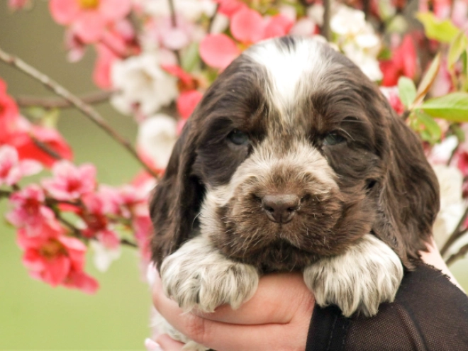 English Cocker Spaniel puppy for sale