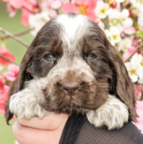 English Cocker Spaniel puppy for sale