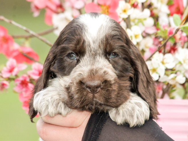 English Cocker Spaniel puppy for sale